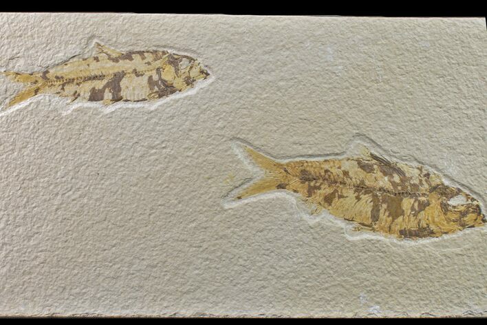 Pair of Fossil Fish (Knightia) - Green River Formation #159045